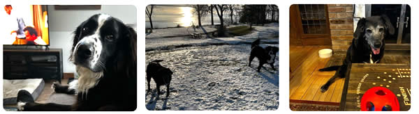 fw-dogs